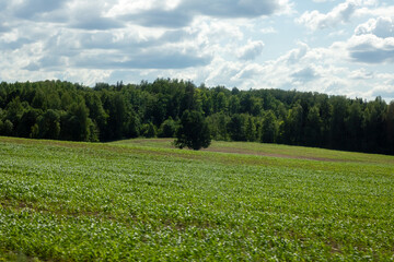Tree in field near forest in summer