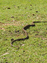 wild snake in sri lanka