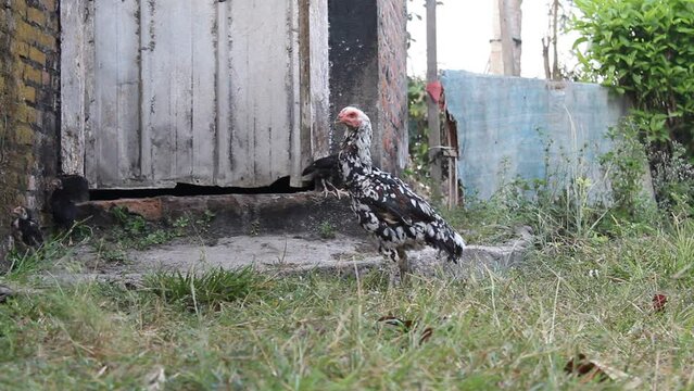 Domestic chickens with striped black and white fur, on the park with green grass