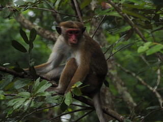 wild monkeys in sri lanka