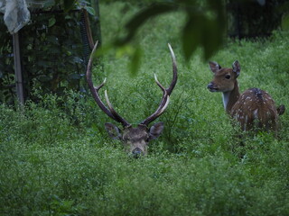 wild deer in sri lanka
