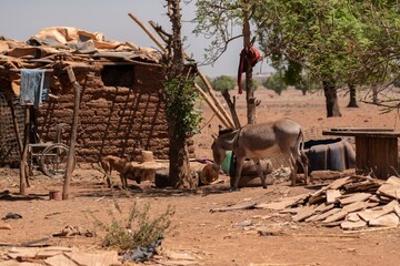 Dog and donkey next to house in Mali.