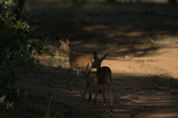 Young Impala 