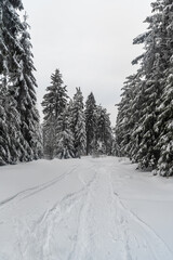 Snow covered forest with trail in winter Moravskoslezske Beskydy mountains in Czech republic
