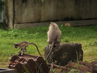 wild monkeys in sri lanka