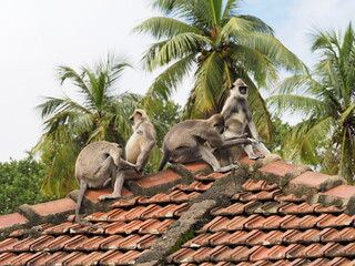 wild monkeys in sri lanka