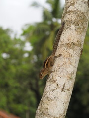 wild squirrel in sri lanka