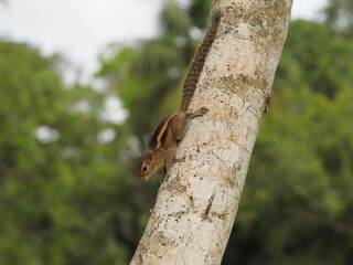 wild squirrel in sri lanka