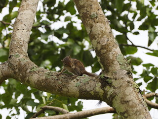 wild squirrel in sri lanka