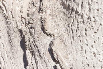 Whitened walnut trunk. Walnut bark texture