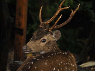 wild deer in sri lanka