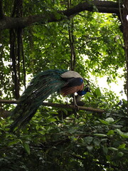 wild peacock in sri lanka