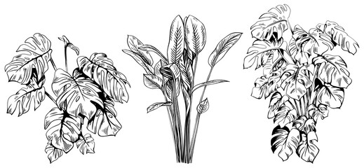 Collection of hand drawn tropical palm trees and plants sketch illustration isolated on white background.