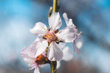 Naklejka na ściany i meble Blooming almond trees