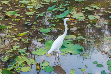 Great egret bird looking for food on lotus pond at Vachirabenjatas Park, Rot Fai Park, Suan Rot Fai Bangkok, Thailand