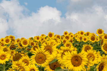 Fototapeta premium Sunflower in field under blue sky