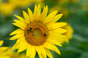 Bees enjoying the nectar