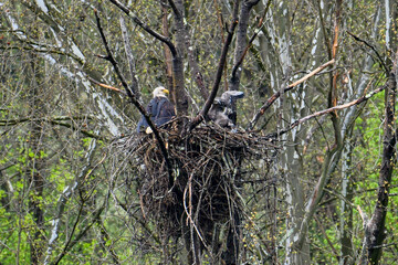 Eaglet stretching its wings