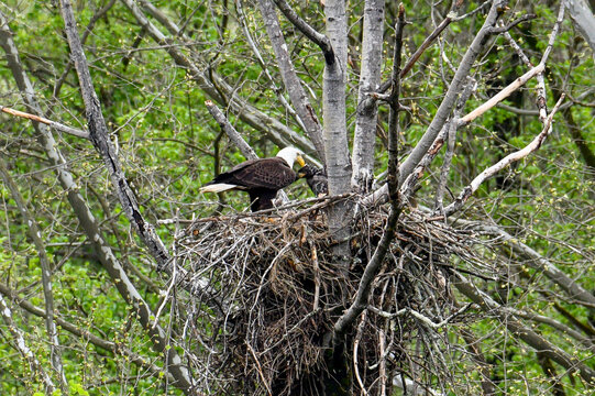 Adult eagle and its eaglet in the nest