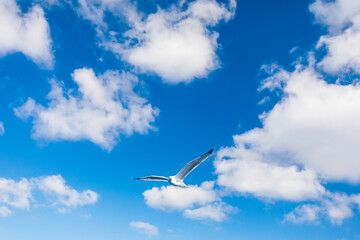 Seagull flying in a wonderful clear sky.