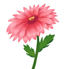 Watercolor pink gerbera flower. Hand-drawing. isolation on transparent background