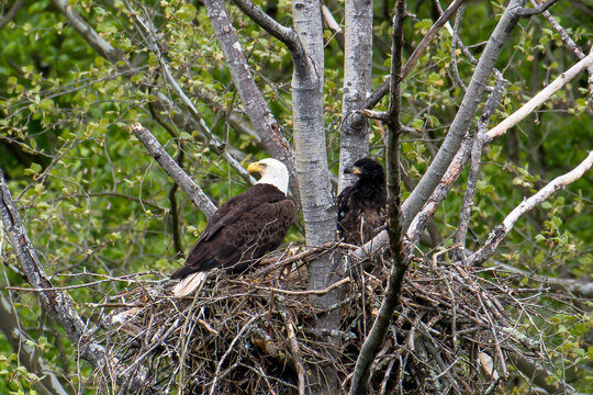Adult bald eagle and eaglet looking