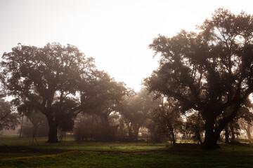 A Romantic Journey on the Lonely Road. A Misty Morning on the Spanish Countryside Road