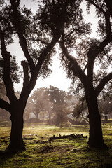 A Romantic Journey on the Lonely Road. A Misty Morning on the Spanish Countryside Road