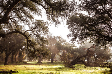 A Romantic Journey on the Lonely Road. A Misty Morning on the Spanish Countryside Road