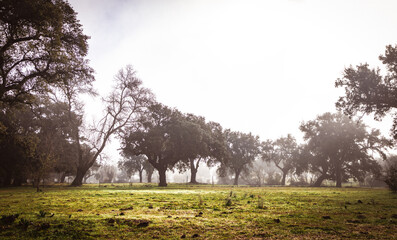 A Romantic Journey on the Lonely Road. A Misty Morning on the Spanish Countryside Road