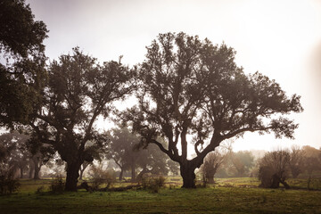 A Romantic Journey on the Lonely Road. A Misty Morning on the Spanish Countryside Road