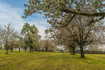 Flowering cherry trees (Prunus avium) on orchard meadow, Roggwil, Canton Thurgau, Switzerland