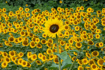 Sunflowers all facing one direction