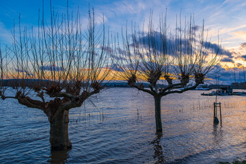 Trees under water on the banks of the Rhine near Oestrich-Winkel/Germany during floods