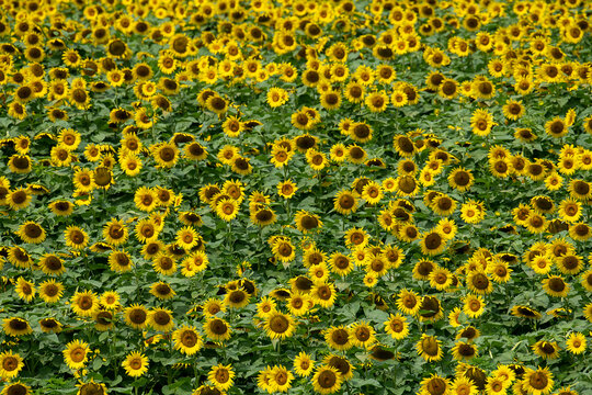 Sunflowers facing into the sun