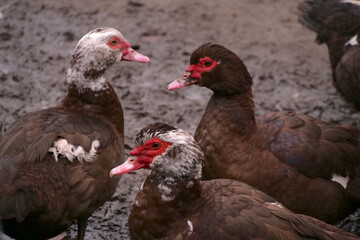 Indian Duck, Muscovy Duck, Muscovy Ducks On The Farm