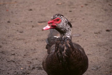 Indian Duck, Muscovy Duck, Muscovy Ducks On The Farm
