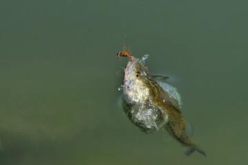 Black bass in predazione libellula