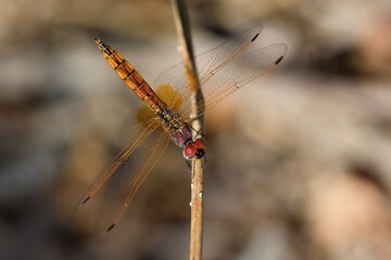 Trithemis annulata, maschio immaturo ripreso dall'alto