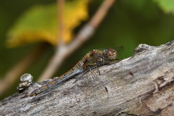 libellula posata su ramo a scaldarsi