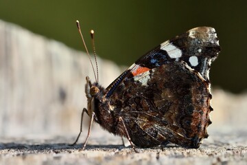 Vanessa atalanta