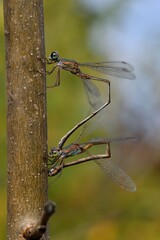 Chalcolestes parvidens in deposizione uova