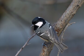 Naklejka premium Cincia mora