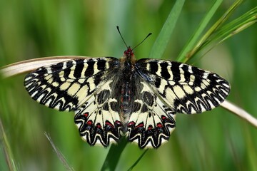 Zerynthia cassandra posata su un filo d'erba
