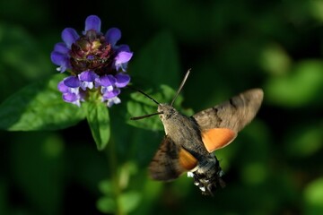  Sfinge del galio in volo su fiore