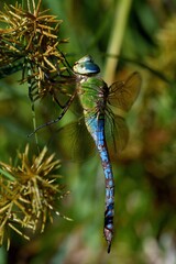 Anax imperator, femmina