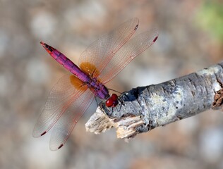 Libellula viola posata su un ramo secco