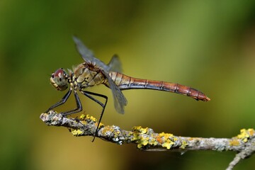 femmina di Sympetrum sanguineum