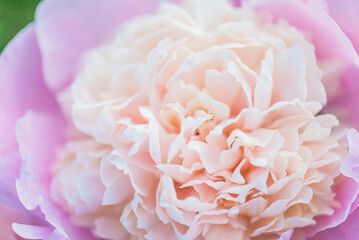 Close up for beautiful pink peony on sunlight