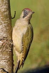 picchio verde, femmina